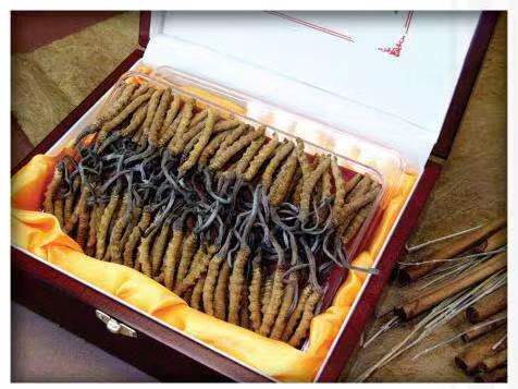 东区街道冬虫夏草回收